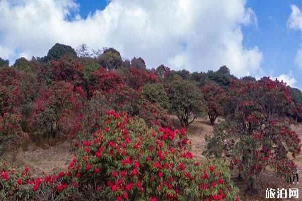 云南盈江杜鵑花開了 賞花地在哪里_游云南網  第2張