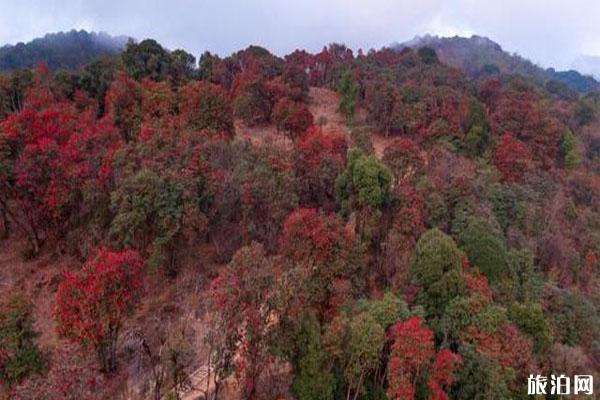 云南盈江杜鵑花開了 賞花地在哪里_游云南網  第1張