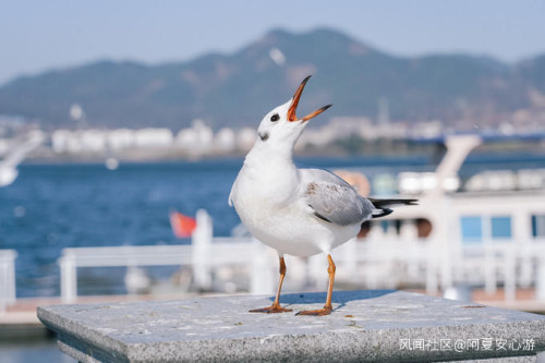 春節云南旅游攻略，云南七日旅游攻略詳細_游云南網  第2張