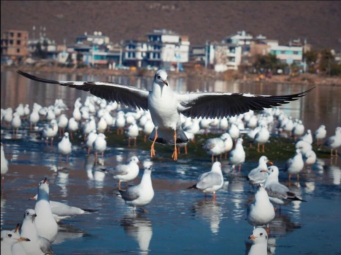 【從昆明出發(fā)去云南旅游】——彩云之南游