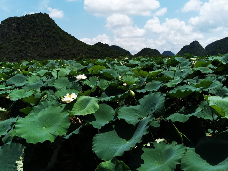 大理旅游季——大理春游四季